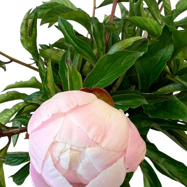 Close-up of a soft pink "Gardenia" peony flower with green leaves on a white background
