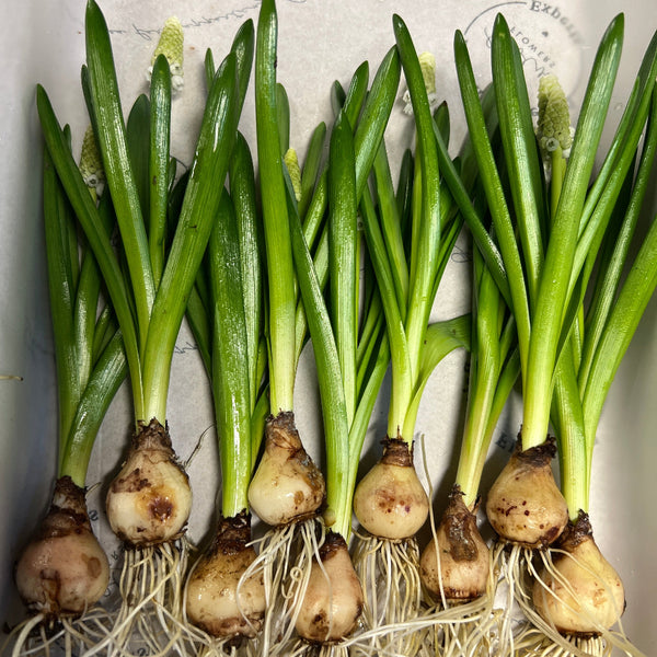sustainable muscari bulbs UK