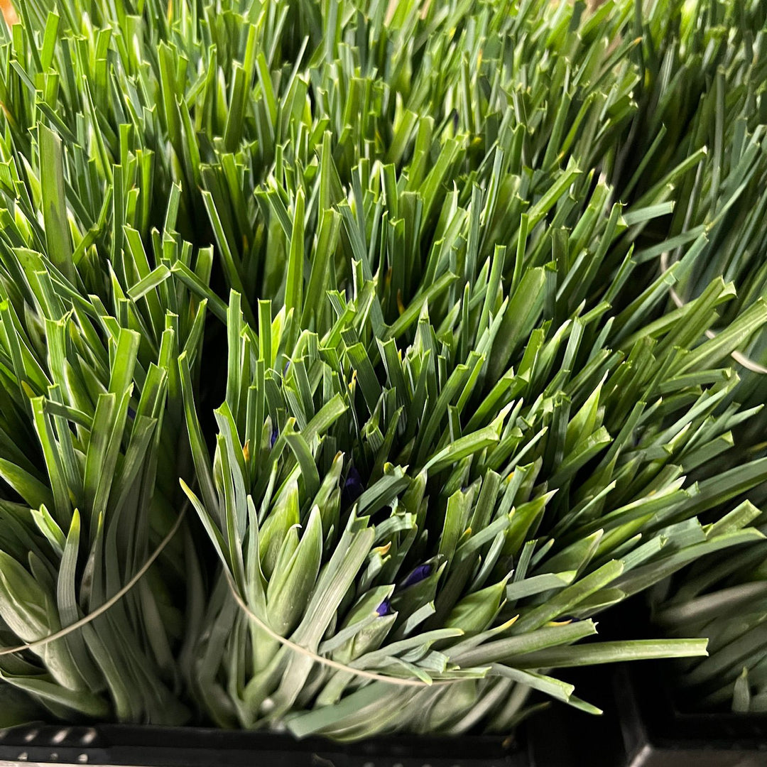 Close-up overhead view of multiple fresh bunches of Lincolnshire Iris Blue Magic tightly packed in a crate, showing vibrant green leaves and emerging bud tips.