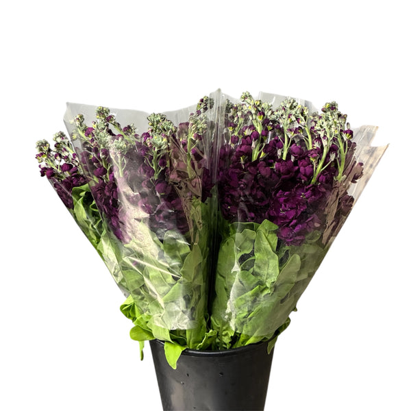 Bouquet of purple aubergine Scented Stocks flowers wrapped in green leaves with a clear plastic cover on a white background