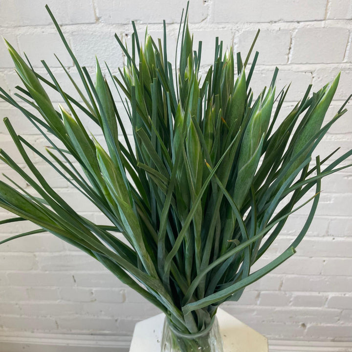 white iris alaska for sale premium