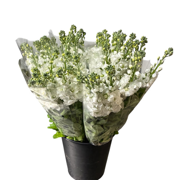 Bouquet of white scented stock flowers in a black pot on a white background