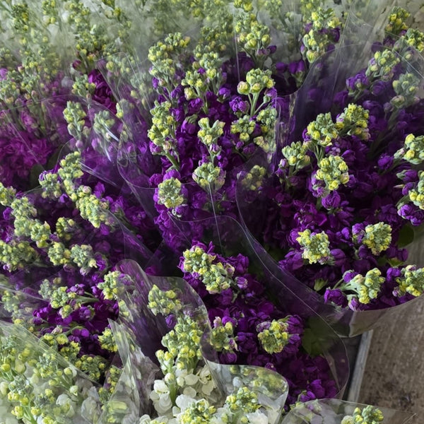 Bunches of  Scented Stocks: Deep Purple 