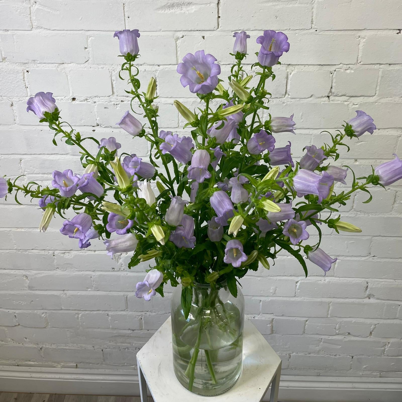 Campanula -Lavender- Bunch of 10 stems