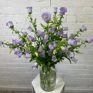 Campanula -Lavender- Bunch of 10 stems
