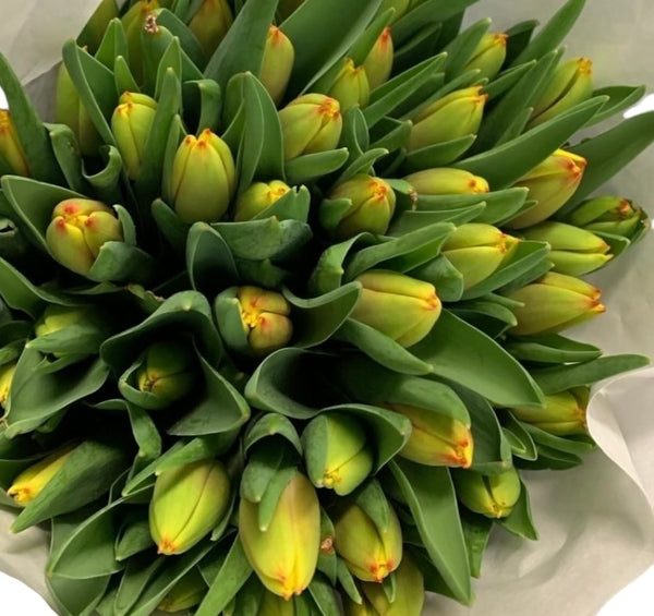 Tulip - Dow Jones/Denmark Bi-Orange/Yellow -50 stems