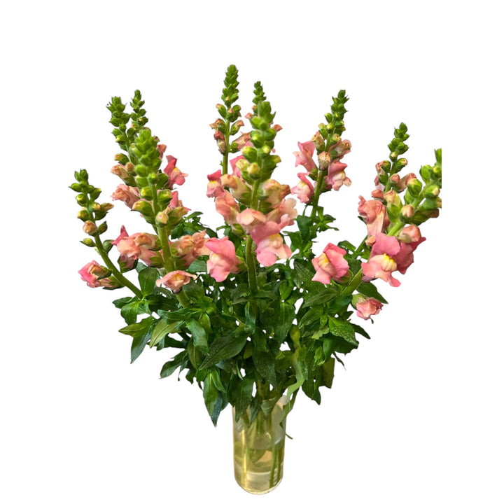 Antirrhinum - Pink x 10 stems