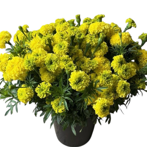 uk grown yellow marigolds wholesale