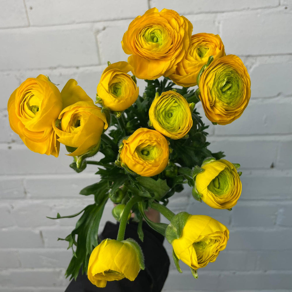 Ranunculus 40cm -Yellow- Bunch of 10 stems