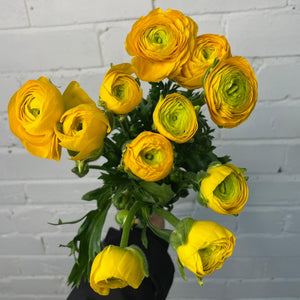 Ranunculus 40cm -Yellow- Bunch of 10 stems