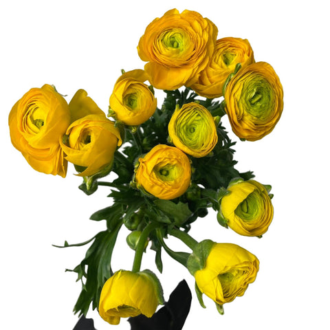Ranunculus AUTUMN - Bunch of 10 stems YELLOW GOLD tones