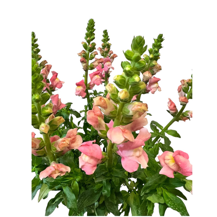 Antirrhinum - Pink x 10 stems