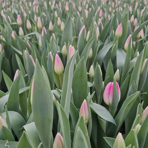 Tulip - Pink  KFAP10 Bundle of 50 stems