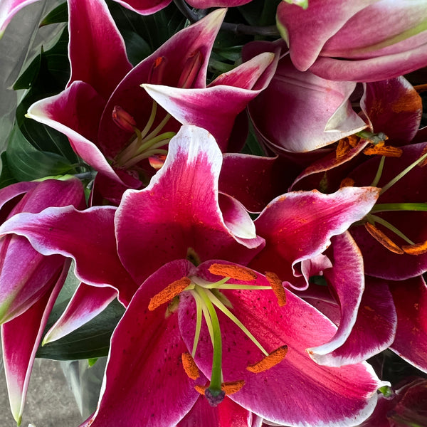 PLANT-Stargazer Lilies
