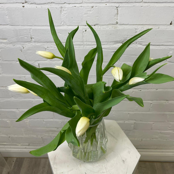 Tulip - Single White 8 stems
