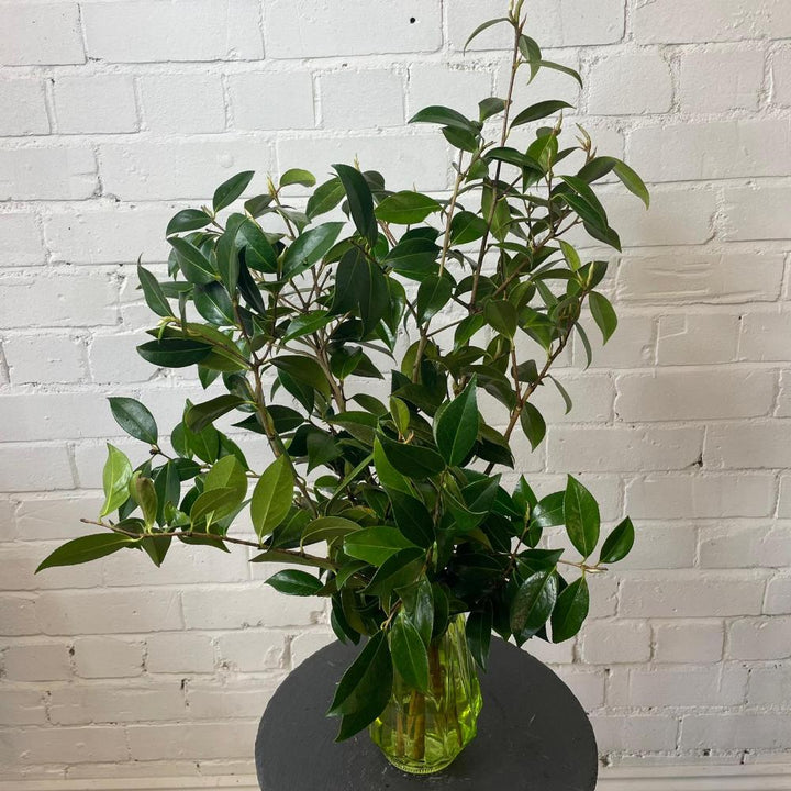 cornwall Camellia foliage 
