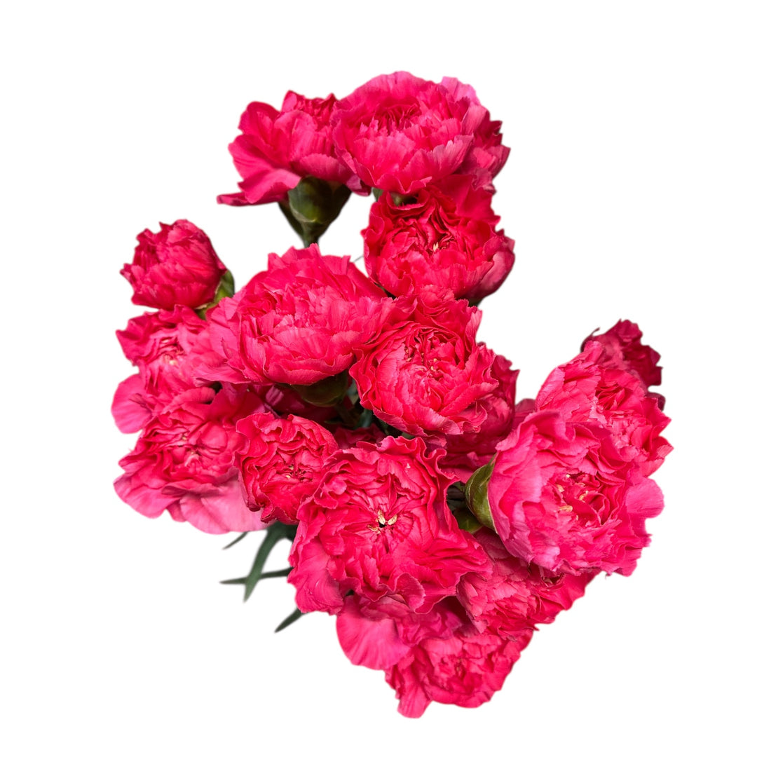 Close-up of a dense cerise pink carnation bloom displaying ruffled magenta petals.