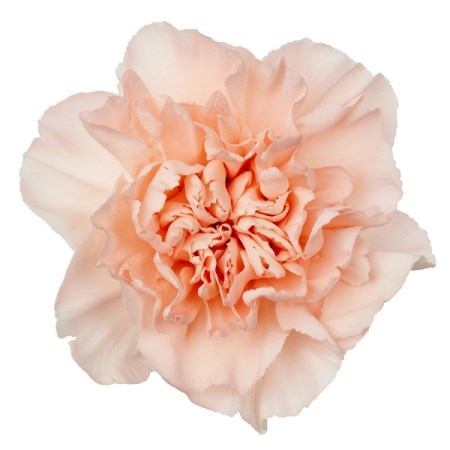 Pink carnation flower on a white background
