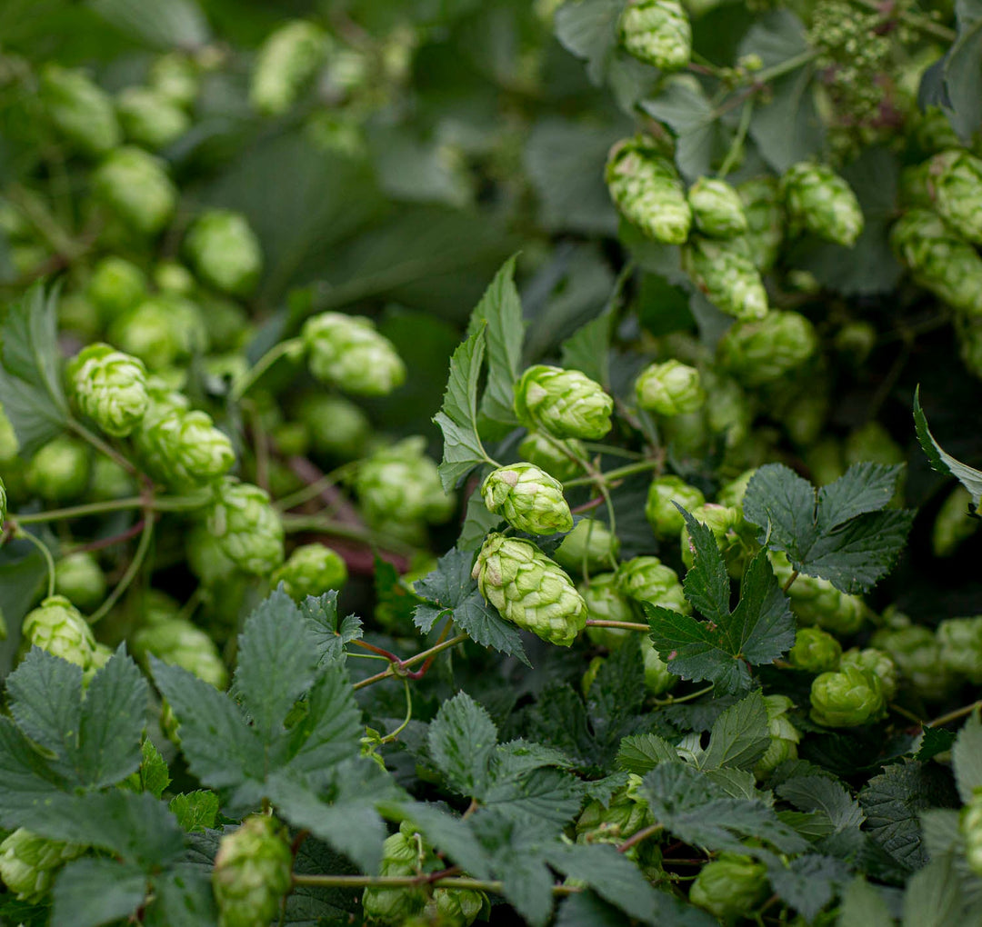 Fresh Hop Bine for Pre-Order