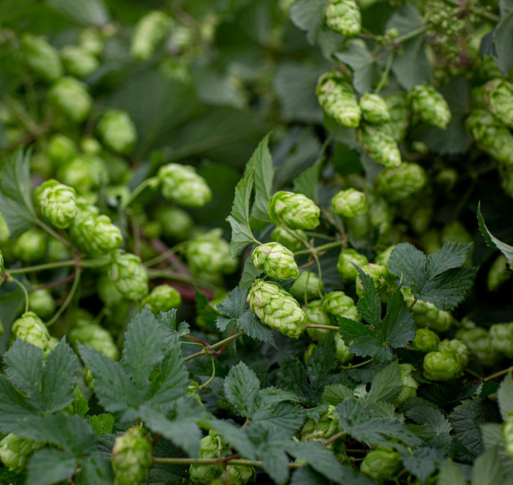 Fresh Hop Bine for Pre-Order