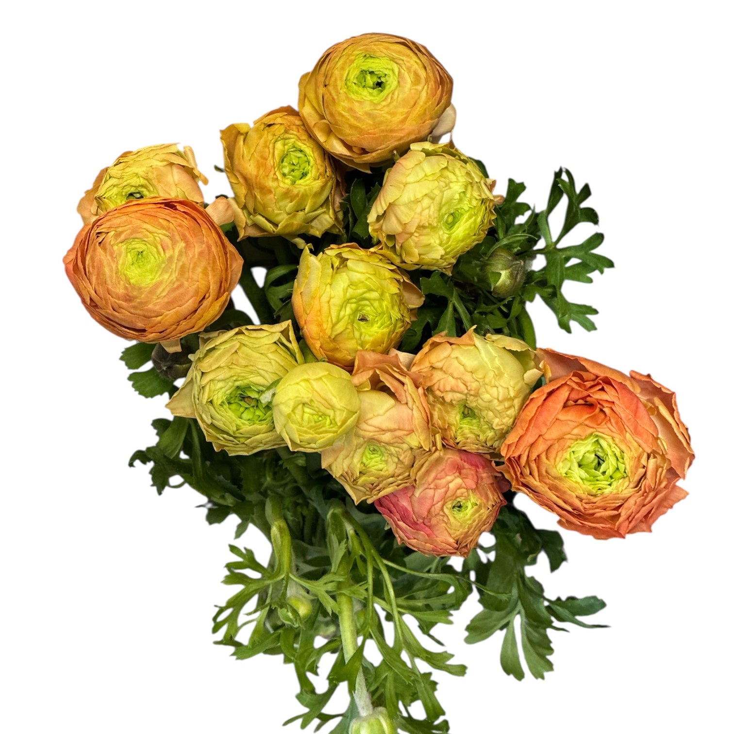 Ranunculus PREMIUM - Champagne / Pale Peach x 10 stems – British ...