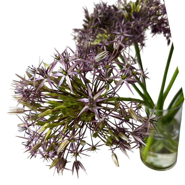 Close up of Allium Christophii flower with star-shaped purple florets