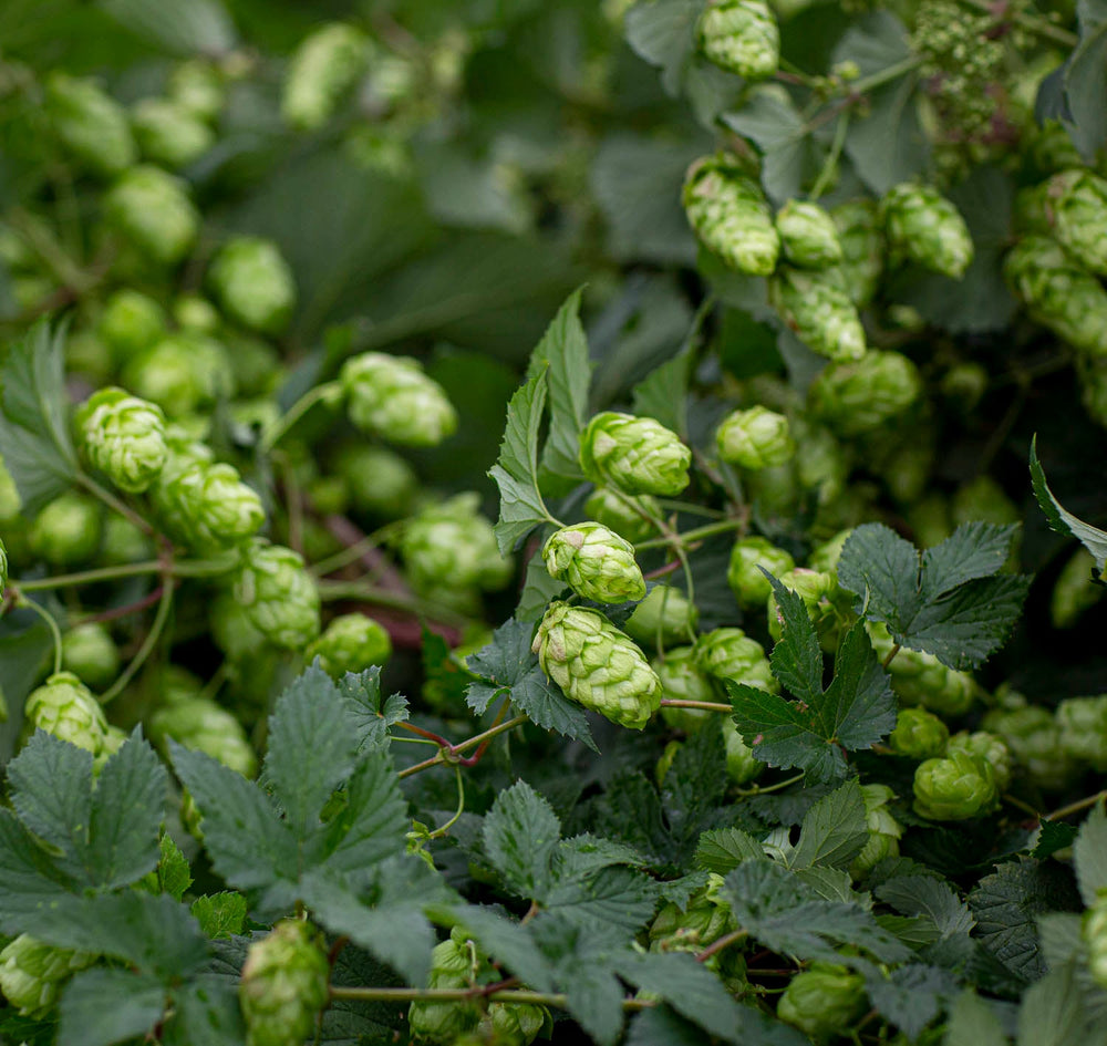 Close-up of green hop cones and leaves on a hop plant, filling the frame.