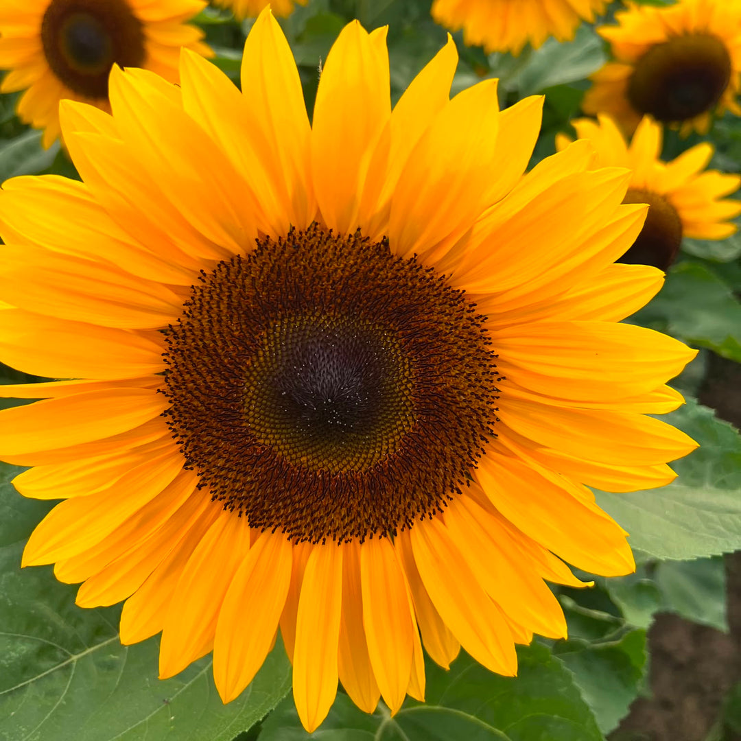A close-up of a bright yellow sunflower with a dark brown center and green leaves, with more sunflowers blurred in the background.