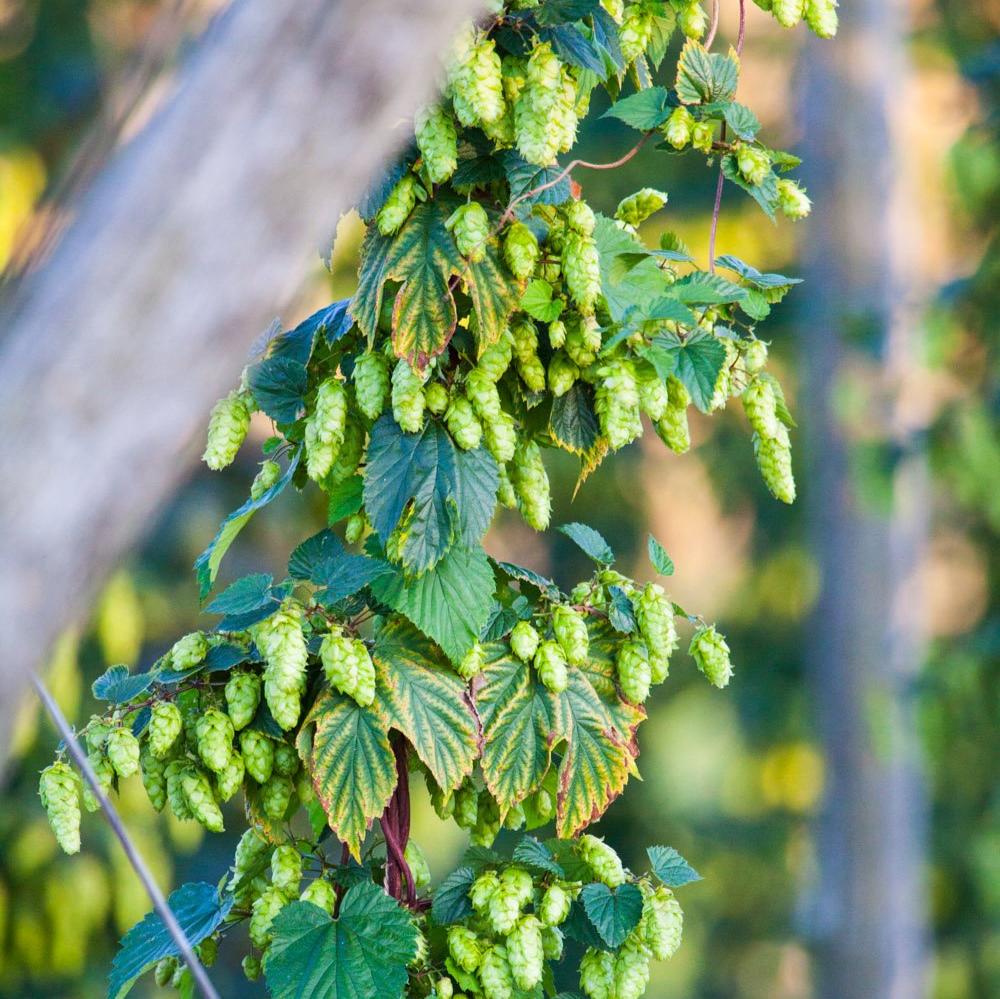 Close up detail of vibrant green fresh hop flowers grown for venue decoration