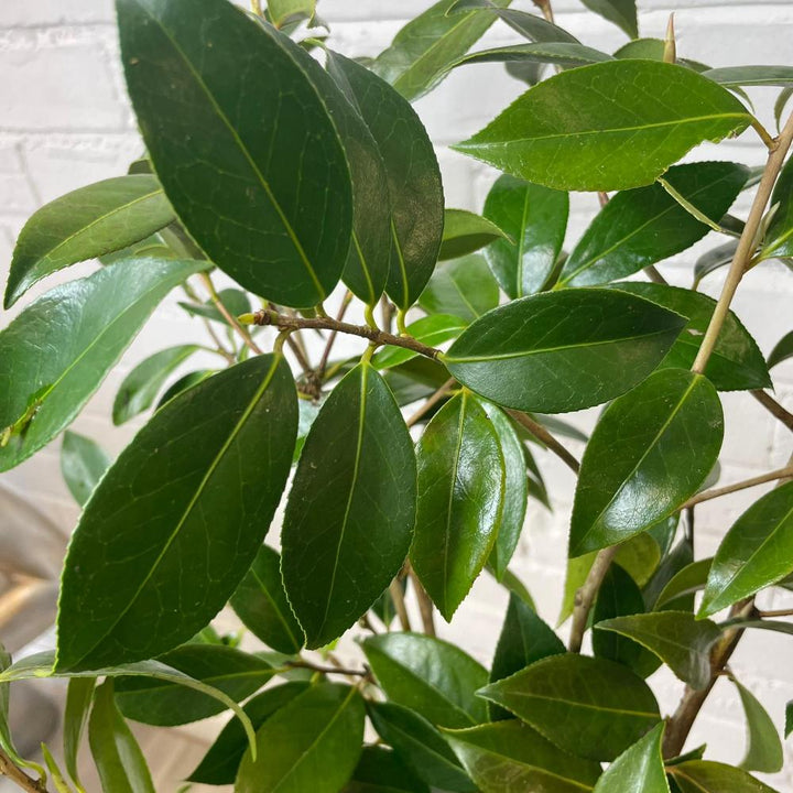 green leaf foliage sale