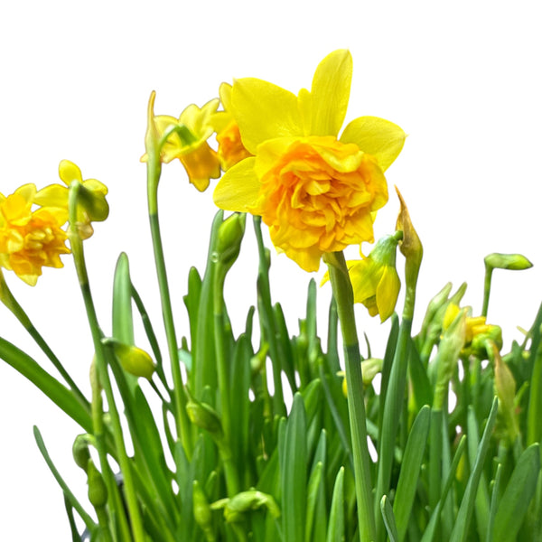 Yellow daffodils with green leaves on a white background