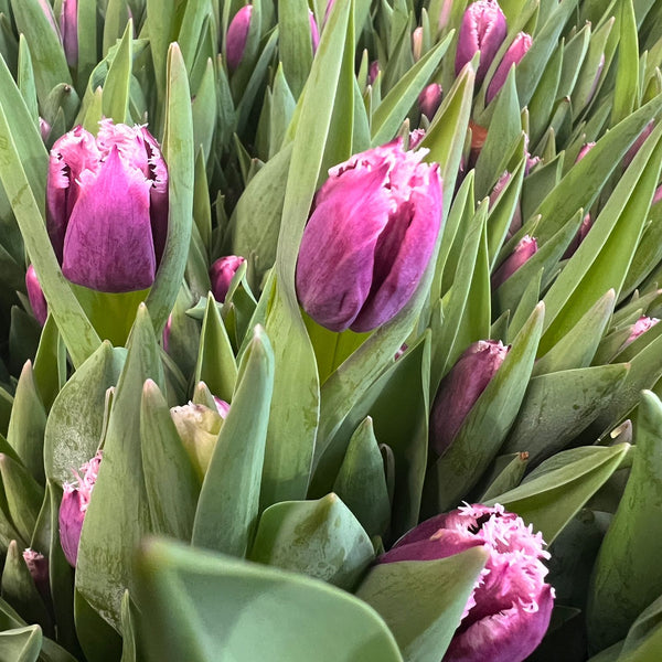 Close-up of pink tulips with green leaves in a field