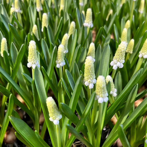 muscari sustainable bulbs online