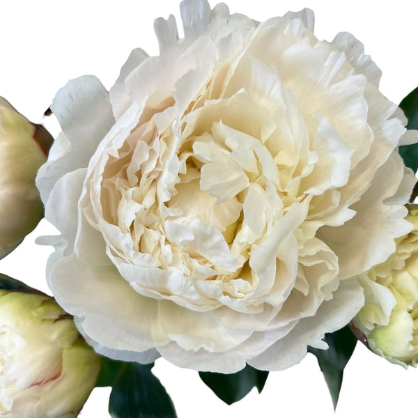 Detailed close up of Bowl of Cream peony showing soft cream layered petals