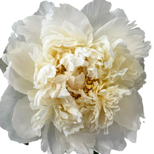 Close up of Bowl of Cream peony with large ivory white petals