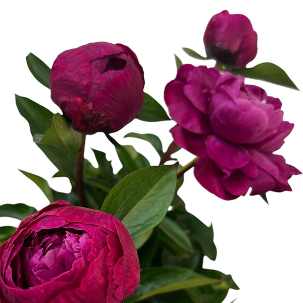 Close up of Red Sarah Bernhardt peony with rich deep pink petals