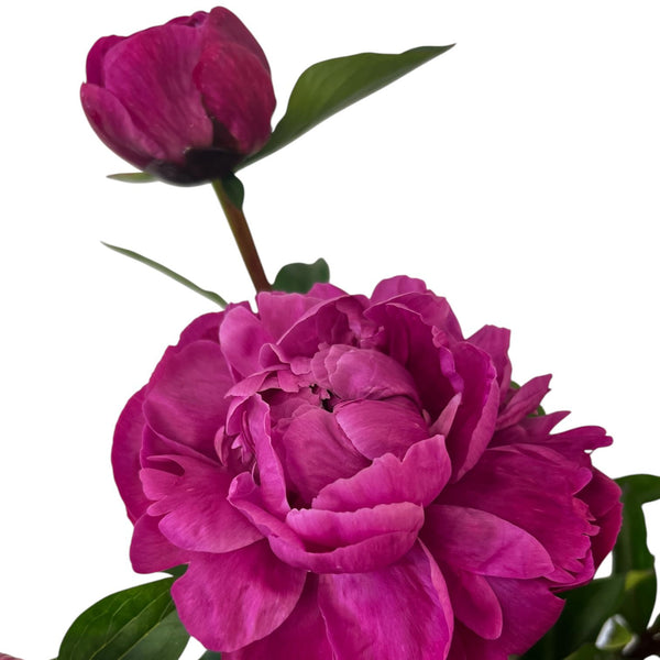 Detailed close up of Red Sarah Bernhardt peony showing layered pink petals