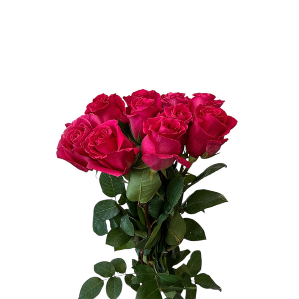 Bouquet of red roses with green leaves on a white background