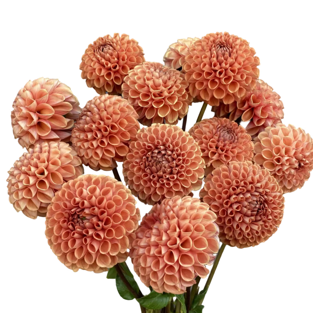 Cornel Bronze dahlia bunch
