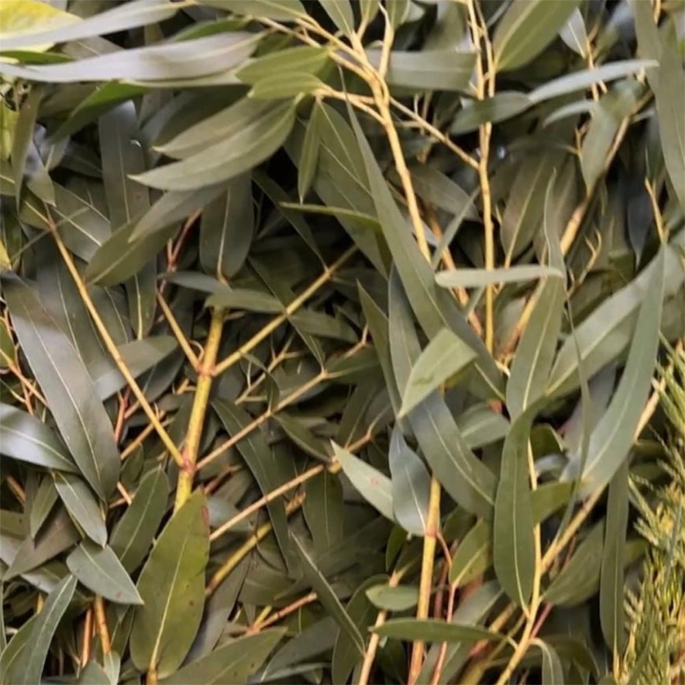 Close-up view of fresh green British Cornish Eucalyptus Parvifolia Nicolli foliage highlighting slender leaves and detailed stem structure.