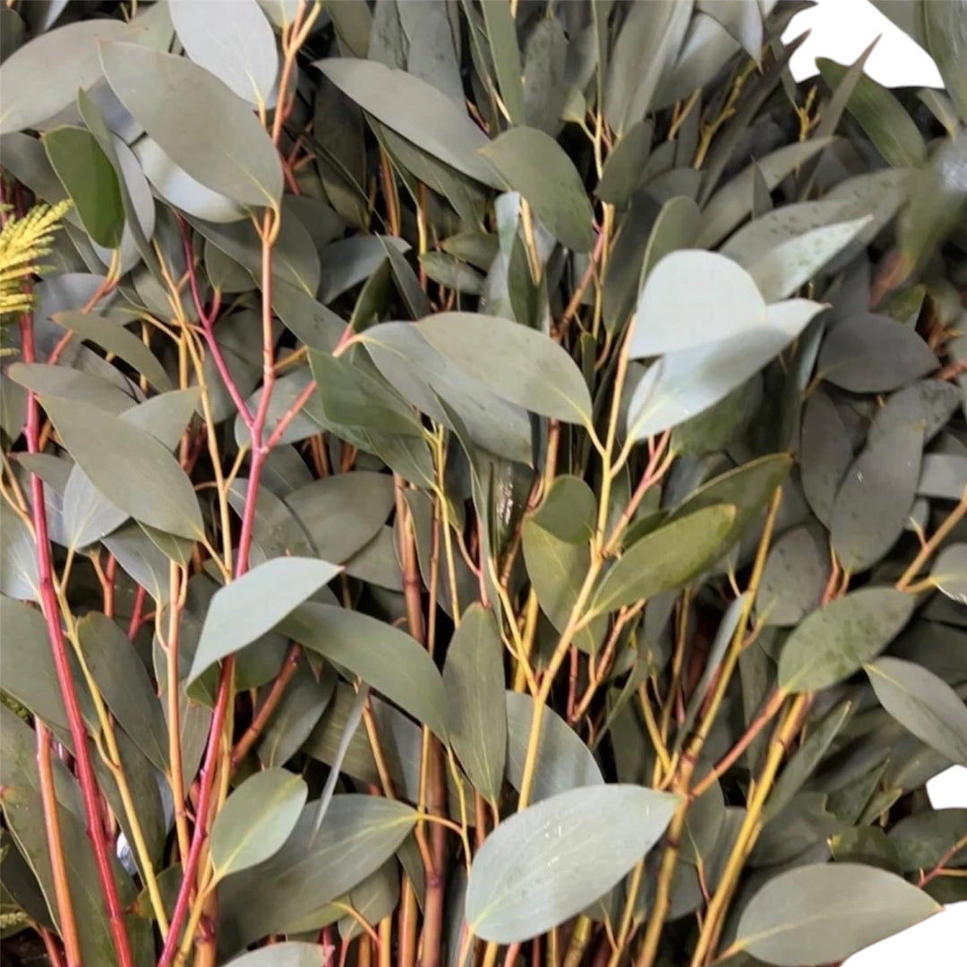 Close-up view of fresh green British Cornish Eucalyptus Snow Gum foliage showing detailed leaf texture and aromatic stems.