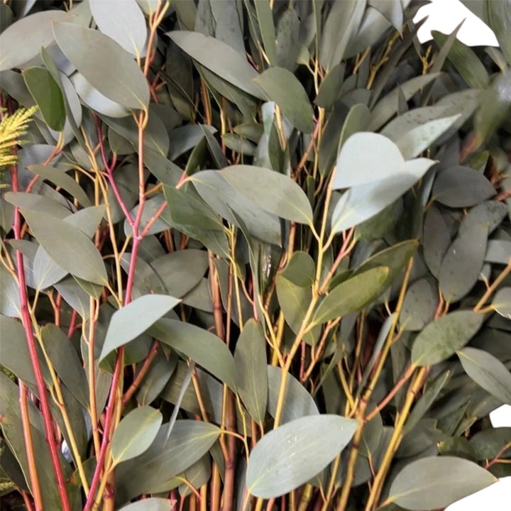 Close-up view of fresh green British Cornish Eucalyptus Snow Gum foliage showing detailed leaf texture and aromatic stems.