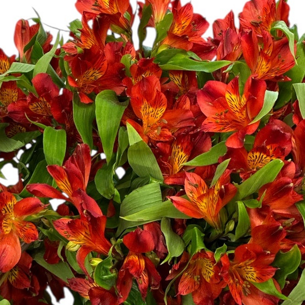 Bouquet of rCornish Red Alstroemeria flowers with green leaves