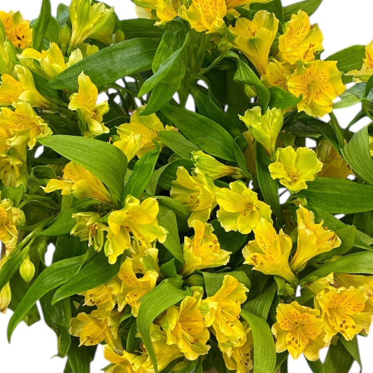 Bouquet of Cornish Yellow Alstroemeria flowers with green leaves on a white background
