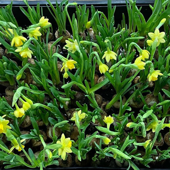 UK grown Boucle Tete a Tete double flowered bulbs from Lincolnshire, bulk wholesale pack of 100 spring bulbs ready for floral use