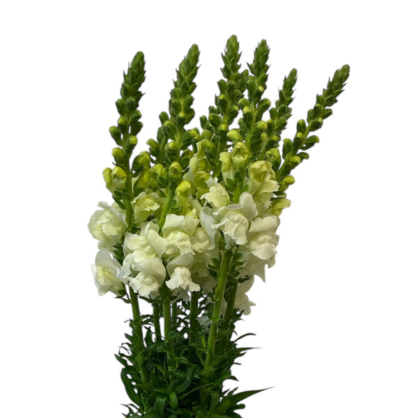 Bouquet of white and green Antirrhinum Snapdragons flowers on a white background