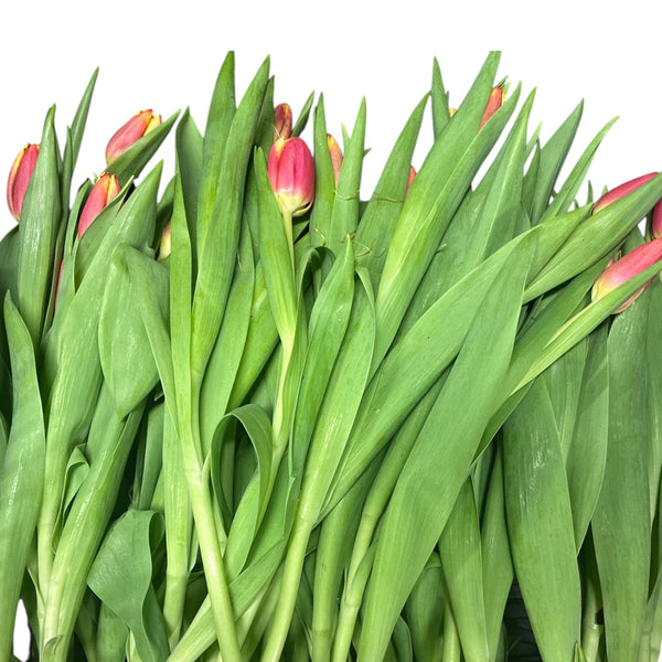 Close-up of green tulip leaves with pink tulips in the background on a white background