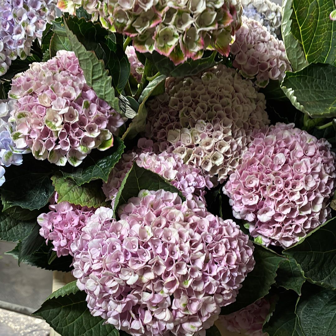 Hydrangea - PINK - Revolution (Multi-Headed) 60cm - (5 stems)
