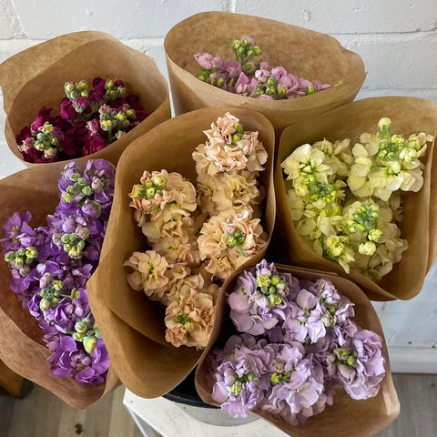 FARM SHOP Scented stocks 6 bunches x 5 Stems