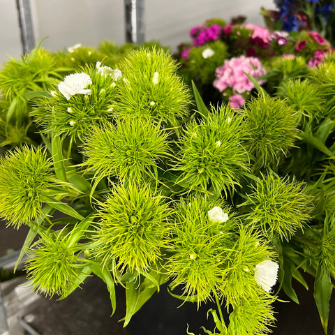 Sweet Williams **Limited Edition** WHITE 10 stems